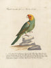 L'ornithologie méthodiquement digérée Pl121 - Saverio Manetti — Ansicht des Kunstwerks