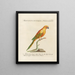 L'ornithologie méthodiquement digérée Pl122 - Saverio Manetti — gerahmtes Bild an der Wand