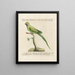 L'ornithologie méthodiquement digérée Pl123 - Saverio Manetti — gerahmtes Bild an der Wand