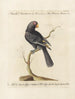 Ornithologie methodisch verdaut Pl125 - Saverio Manetti — Ansicht des Kunstwerks