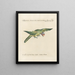 Ornithologie methodisch verdaut Pl126 - Saverio Manetti — gerahmtes Bild an der Wand