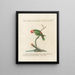 Ornithologie methodisch verdaut Pl131 - Saverio Manetti — gerahmtes Bild an der Wand