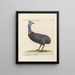 Ornithologie methodisch verdaut Pl133 - Saverio Manetti — gerahmtes Bild an der Wand
