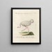 Ornithologie methodisch verdaut Pl136 - Saverio Manetti — gerahmtes Bild an der Wand