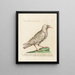 Ornithologie methodisch verdaut Pl138 - Saverio Manetti — gerahmtes Bild an der Wand