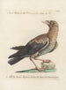 Ornithologie methodisch verarbeiteter Gemälde Pl139 - Saverio Manetti — Ansicht des Kunstwerks