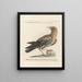 Ornithologie methodisch verarbeiteter Gemälde Pl139 - Saverio Manetti — gerahmtes Bild an der Wand