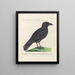 Ornithologie methodisch verdaut Pl140 - Saverio Manetti — gerahmtes Bild an der Wand