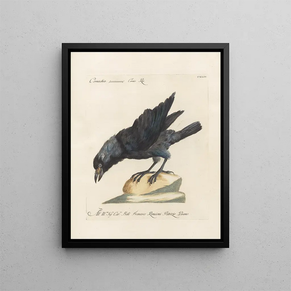Saverio Manetti - Ornithologia methodice digesta Pl141.webp