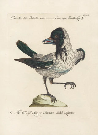 Saverio Manetti - Ornithologia methodice digesta Pl143.webp