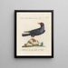 Ornithologie methodisch verdaut Pl146 - Saverio Manetti — gerahmtes Bild an der Wand