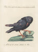 Ornithologia methodice digesta Pl147 - Saverio Manetti — Ansicht des Kunstwerks