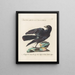 Ornithologie methodisch verdaute Gemälde Pl148 - Saverio Manetti — gerahmtes Bild an der Wand
