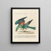 Ornithologie methodisch verdaut Pl150 - Saverio Manetti — gerahmtes Bild an der Wand