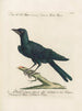 Ornithologie methodisch verdaut Pl151 - Saverio Manetti — Ansicht des Kunstwerks