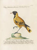 Ornithologie methodisch verdaut Pl153 - Saverio Manetti — Ansicht des Kunstwerks