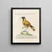 Ornithologie methodisch verdaut Pl153 - Saverio Manetti — gerahmtes Bild an der Wand