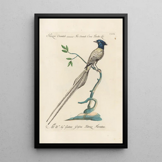 Saverio Manetti - Ornithologia methodice digesta Pl154.webp