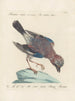 Ornithologie methodisch verdaut Pl156 - Saverio Manetti — Ansicht des Kunstwerks