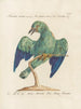 Ornithologie methodisch verdaut Pl159 - Saverio Manetti — Ansicht des Kunstwerks