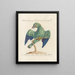 Ornithologie methodisch verdaut Pl159 - Saverio Manetti — gerahmtes Bild an der Wand