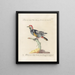 Ornithologie methodisch verdaut Pl161 - Saverio Manetti — gerahmtes Bild an der Wand