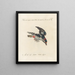 Ornithologie methodisch verdaut Pl162 - Saverio Manetti — gerahmtes Bild an der Wand