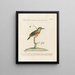 Ornithologie methodisch verdaut Pl166 - Saverio Manetti — gerahmtes Bild an der Wand
