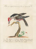 Ornithologie methodisch verdaut Pl167 - Saverio Manetti — Ansicht des Kunstwerks