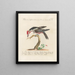 Ornithologie methodisch verdaut Pl167 - Saverio Manetti — gerahmtes Bild an der Wand