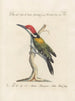 Ornithologie methodisch verdaut Pl168 - Saverio Manetti — Ansicht des Kunstwerks