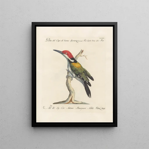 Ornithologie methodisch verdaut Pl168 - Saverio Manetti — gerahmtes Bild an der Wand