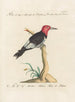 Ornithologie methodisch verdaut Pl169 - Saverio Manetti — Ansicht des Kunstwerks