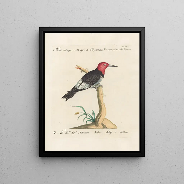 Ornithologie methodisch verdaut Pl169 - Saverio Manetti — gerahmtes Bild an der Wand