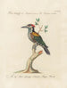 L'ornithologie a méthodiquement digéré Pl172 - Saverio Manetti — Ansicht des Kunstwerks