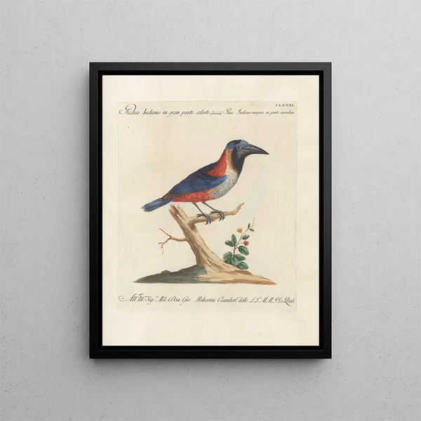 L'ornithologie a méthodiquement digéré Pl174 - Saverio Manetti — gerahmtes Bild an der Wand
