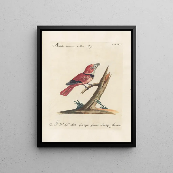 L'ornithologie a méthodiquement digéré Pl175 - Saverio Manetti — gerahmtes Bild an der Wand