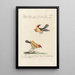 Ornithologia methodice digesta Pl176 - Saverio Manetti — gerahmtes Bild an der Wand