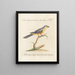 L'ornithologie a méthodiquement digéré Pl179 - Saverio Manetti — gerahmtes Bild an der Wand