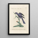 Ornithologia methodice digesta Pl181 - Saverio Manetti — gerahmtes Bild an der Wand