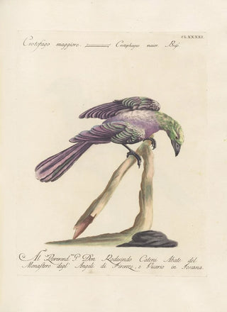 Saverio Manetti - Ornithologia methodice digesta Pl182.webp