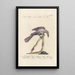 Ornithologia methodice digesta Pl182 - Saverio Manetti — gerahmtes Bild an der Wand
