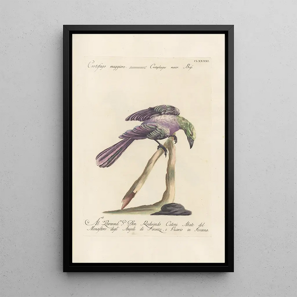 Ornithologia methodice digesta Pl182 - Saverio Manetti — gerahmtes Bild an der Wand