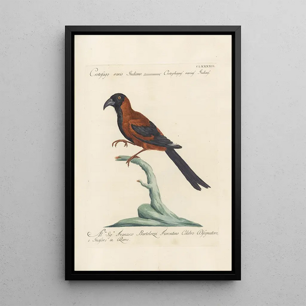 Ornithologia methodice digesta Pl183 - Saverio Manetti — gerahmtes Bild an der Wand