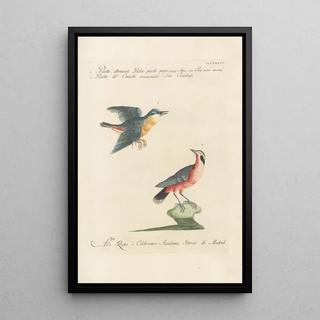 Saverio Manetti - Ornithologia methodice digesta Pl184.webp