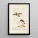 Ornithologia methodice digesta Pl186 - Saverio Manetti — gerahmtes Bild an der Wand