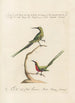 Ornithologia methodice digesta Pl188 - Saverio Manetti — Ansicht des Kunstwerks