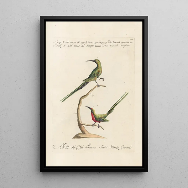 Ornithologia methodice digesta Pl188 - Saverio Manetti — gerahmtes Bild an der Wand