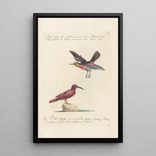 Saverio Manetti - Ornithologia methodice digesta Pl189.webp