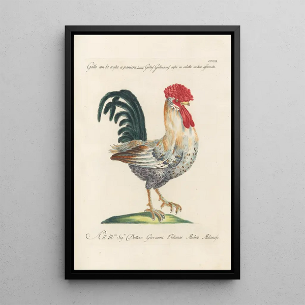 Ornithologia methodice digesta Pl190 - Saverio Manetti — gerahmtes Bild an der Wand